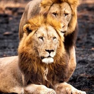 Meet your Posher, Mark